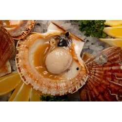 Noix de Saint-Jacques