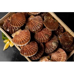 Coquilles Saint-Jacques entières (10 kg)