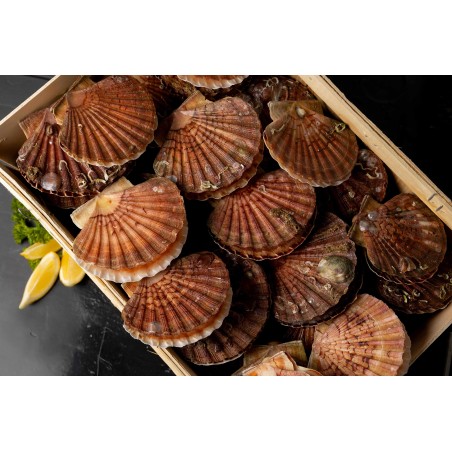 Coquilles Saint-Jacques entières