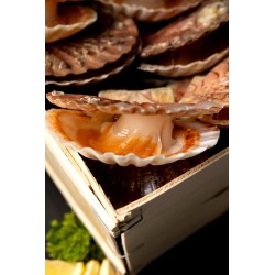 Coquilles Saint-Jacques entières