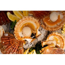 Coquilles Saint-Jacques entières